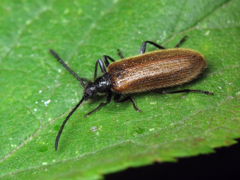 Lagria hirta (Linnaeus, 1758)